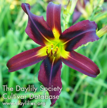 Daylily Artificial Evolution